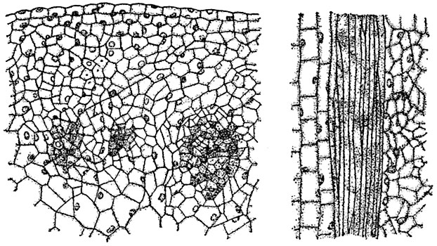 Рис. 85. Прокамбиальные пучки верхушки  молодого стебля льна на поперечном (слева) и продольном   (справа) разрезе.
