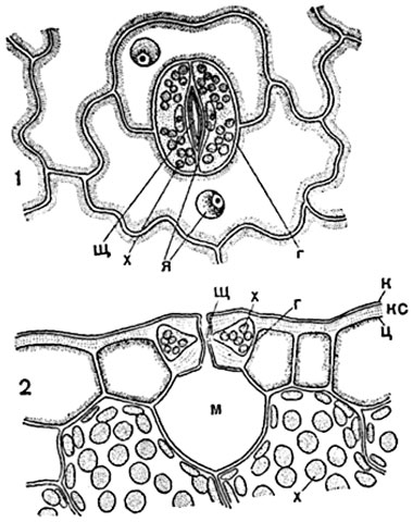 Рис. 91.  Устьице с окружающими клетками эпидермиса (листья тимьяна Thymus):