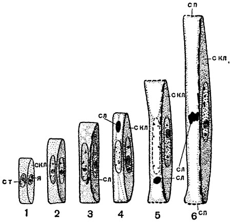 Рис.  106.    Формирование   ситовидной    трубки   бобов (Vicia faba)  (схематизировано):