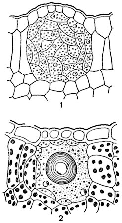 Рис.  111. Лизигенное   вместилище выделений ясенца (Dictamnus fraxinella) на поперечных разрезах через лист:
