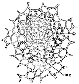 Рис.  116. Концентрический амфивазальный проводящий пучок корневища     ландыша     (Convallaria majalis):