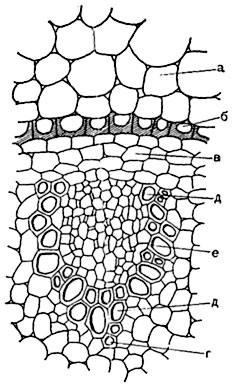 Рис.  117.   Коллатеральный проводящий пучок на поперечном    срезе     корневища ландыша (Convallaria majalis):