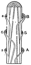 Рис. 130. Схема прохождения проводящих пучков «пальмового типа» на продольном (и вверху на поперечном) разрезе стебля однодольного.