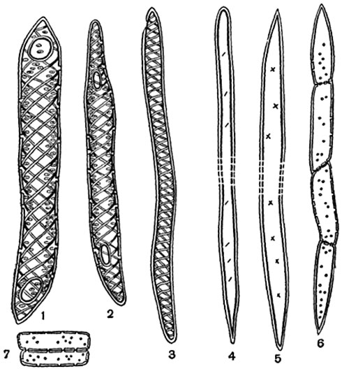 Рис.  138.   Элементы  древесины  липы (Tilia  cordata) (мацерированный   материал):