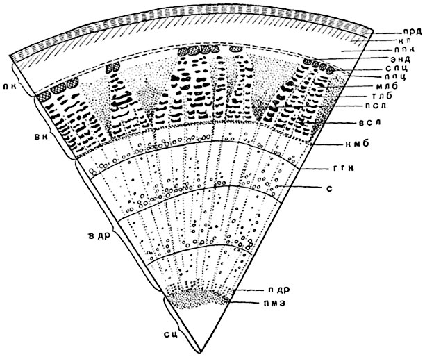 Рис.   142. Схема строения многолетней ветки   липы (Tilia cordata):