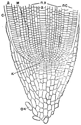 Рис.  160. Продольный разрез кончика корня ячменя  (Hordeum vulgare):