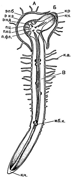Рис.  166. Заложение  и развитие боковых корней в молодом корне   тыквы: