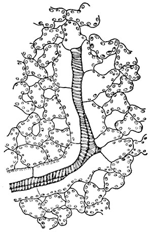 Рис.  177.   Окончание    проводящего пучка в листе недотроги  мелкоцветной (Impatiens parviflora).