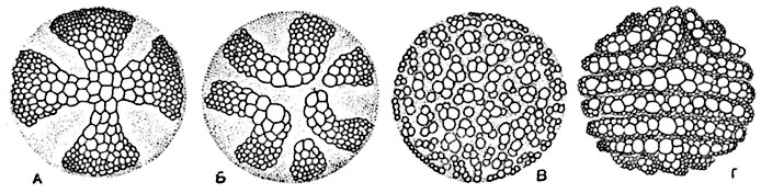 Рис.  187. Стели четырех видов плауна (Lycopodium) на поперечных разрезах (полусхематично).