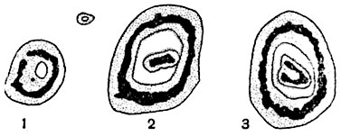 Рис.  188.   Серия   последовательных   поперечных срезов  стели   корневища   Selaginella   lyallii (от основания к верху):