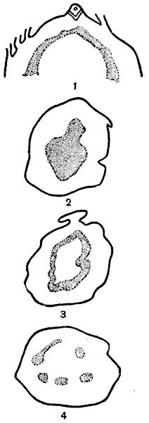 Рис.  189.  Усложнение конфигурации стели   в онтогенезе    стебля     папоротника (Polypodium  postulatum).