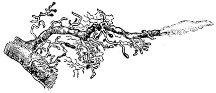 Рис. 206. Часть корня дуба с  ростовым окончанием и микоризой (при увел. в 10 раз):