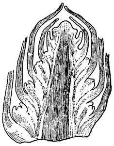 Рис. 211. Продольный разрез почки семенного растения (схема). В пазухах зачатков нижних листьев видны зачатки пазушных почек.