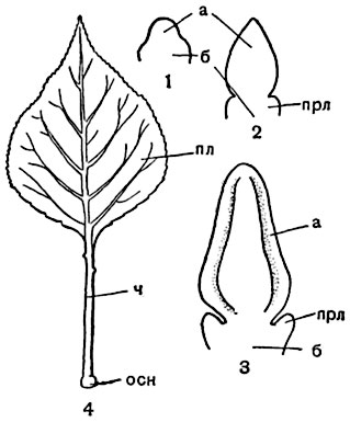 . 229.     (Prunus   domestica):