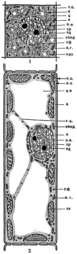 Рис. 1. Схема строения клеток из  ассимиляционной  паренхимы   листа: