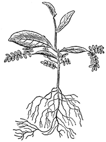 . 236.     (Acacia  pycnantha).
