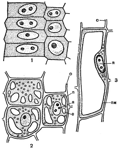 Рис. 2. Стадии развития клетки от эмбрионального (меристематического) до взрослого состояния. Клетки срединного слоя первичной коры корня рябчика крупноцветного (Fritillaria imperialis) на продольных срезах через корень:
