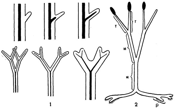 Рис. 242. Схема, иллюстрирующая способ образования листа  из теломов псилофитов: