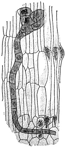 Рис. 245.   Клеточная   нить раффлезий, похожая на гифу, в лубе Cissus.