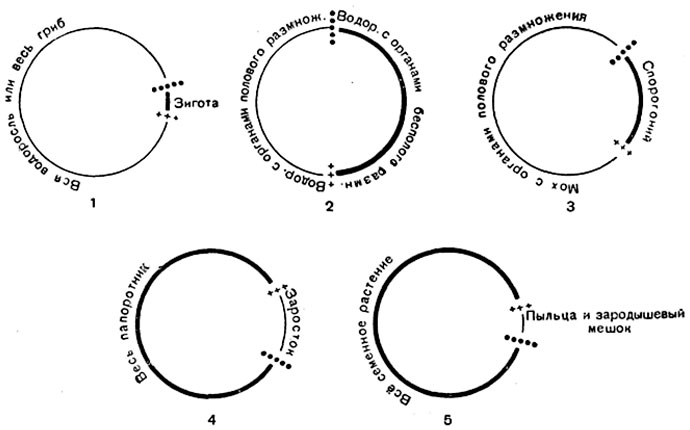 Рис. 255. Схемы чередований гаплоидной и диплоидной фаз и, соответственно, гаметофита и спорофита (где они развиты) в цикле развития:
