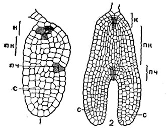 Рис. 319.    Схематическое   изображение зародыша однодольных   (1)   и двудольных (2):