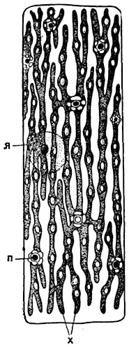 Рис.  29.    Сетчатый хроматофор   в клетке водоросли эдогониум: