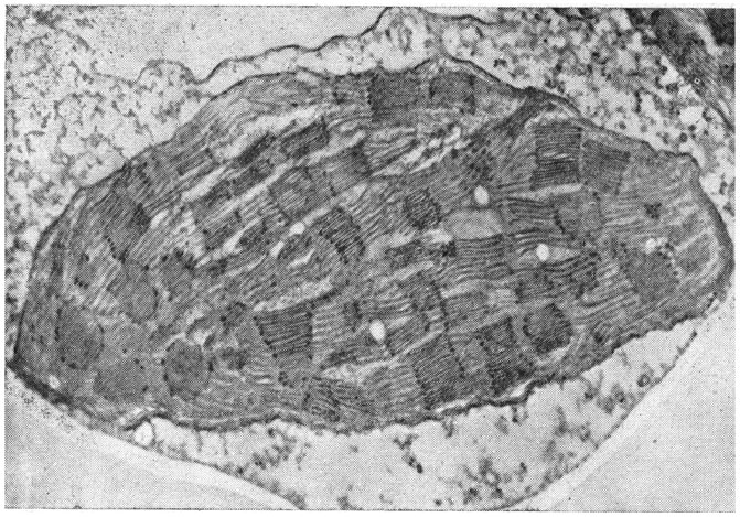 Рис. 31.   Хлоропласт из клеток кукурузы (электронный микроскоп, увел. 40 000).