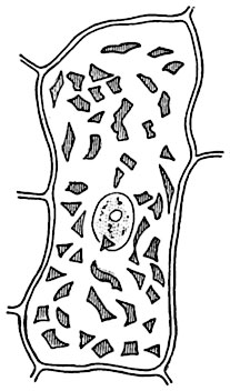 Рис. 33. Клетка чашелистика настурции Tropaeolum    majus   с ядром   и хромопластами.