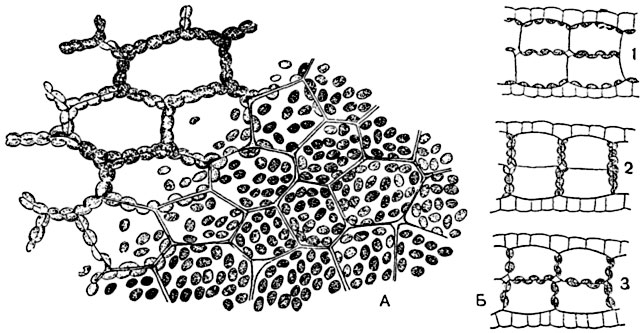 Рис. 35. Перемещение хлорофилловых зерен в  клетках ряски трехдольной  (Lemna trisulca):