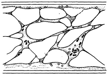 Рис. 36.  Хондриосомы в клетках лука (оптический микроскоп).
