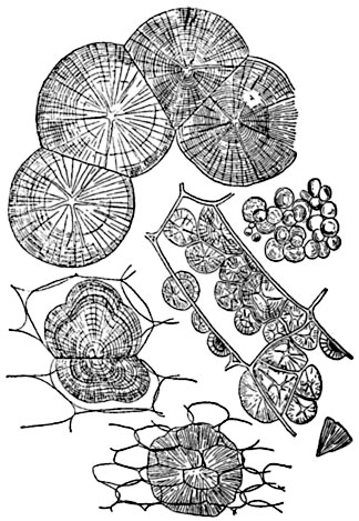 Рис. 43.  Сферокристаллы   инулина   (в клетках   корневого   клубня   георгина).