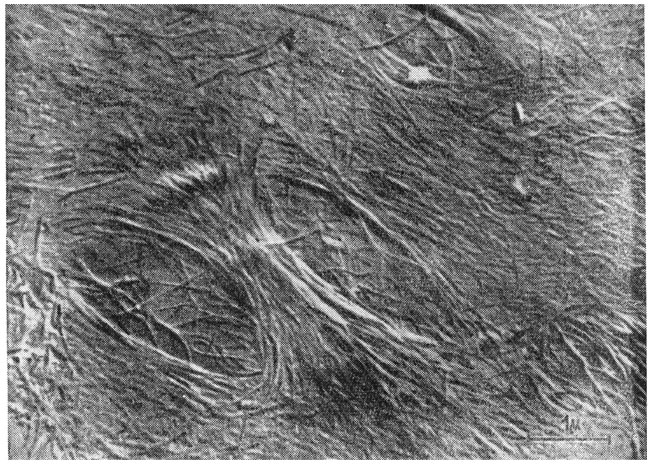 Рис. 58. Расположение микрофибрилл при образовании  пор (электронный микроскоп).
