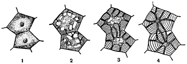 Рис. 66. Схема роста  в толщину   клеточной   оболочки толстостенной клетки (1-4).