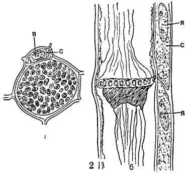 Рис. 70. Ситовидная трубка из стебля тыквы (Cucurbita pepo):